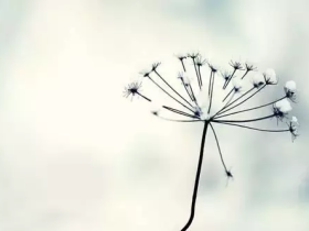 极速推广99元有多少访客?如何去推广?