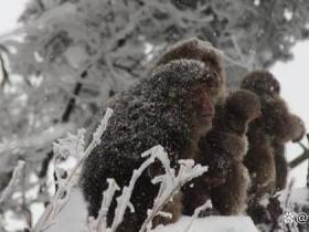解读:峨眉山猴子的好日子到头了