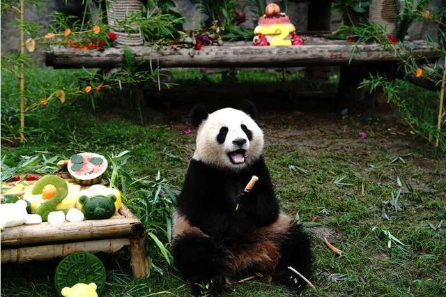 有位患者叫“熊猫”，结果是真熊猫！上海野生动物园回应：因肠梗阻紧急送医